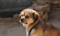 田园犬怎么训练,听小编细细道来