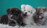 秋田犬如何训练,你家小秋是这样训练的吗?