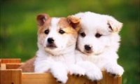 狗狗不拉屎怎么办?先分析分析具体原因