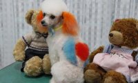 巨型贵宾犬会看家吗?一般要经过严格的训练