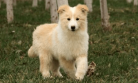 边境牧羊犬会不会看家?看完这些你应该就会明白