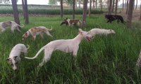 格力犬和灵缇犬的区别,分辨起来并不难
