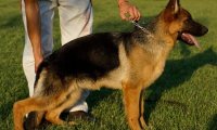 黑背犬怎么训练  看看警犬训练员是怎么做的