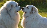 大白熊犬适合家养吗?主要取决于这个家有多大
