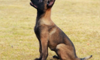 马犬从几个月开始训练,这份马犬训练攻略送给你