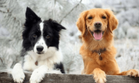 养边境牧羊犬还是金毛好?不这样对比还真难选择
