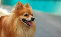 博美犬怀孕后注意事项,这几个方面尤其留意
