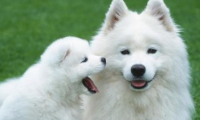 萨摩耶犬吃什么好?吃肉还是素