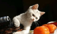 猫可以吃水果吗?按照这些名单来喂!