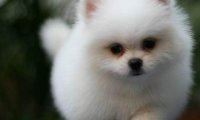 博美犬价格是多少?不要光看价格