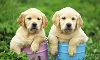 拉布拉多犬好还是金毛好?详细对比优缺点