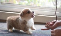 怎样训练柯基犬？小短腿该这样训练