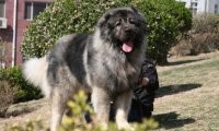 高加索犬的优缺点，知道它好还要知道不好