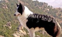 边境牧羊犬能吃杂食吗?对于饮食还是要慎重些好