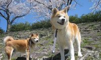 柴犬秋田犬区别,全面的对比下你就知道了