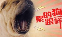 很多人都说“累成狗”,你觉得狗有你累么?