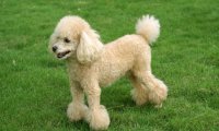 贵宾犬是泰迪吗?一个造型改变名称