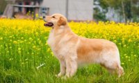 金毛犬吃什么食物,其实很多食物都可以喂