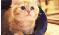 为什么橘猫容易胖?肉肉的它也很可爱