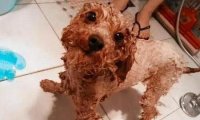 贵宾犬掉毛很厉害怎么办?找到原因对症治疗