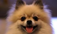 博美犬见人乱叫怎么办?需要一点时间来训练