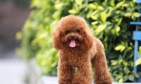 狗狗不想吃东西怎么回事?这几个原因比较常见