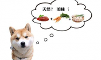 狗粮怎么泡,关键是方法要找对!