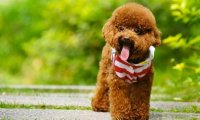 贵宾犬可以和人同睡吗?要注意这几个方面