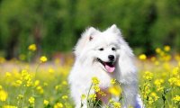 像狐狸的狗是什么品种?这几种都像