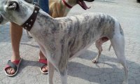 惠比特犬与格力犬区别,两者详细对比分析