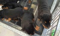 罗威纳幼犬怎么训练?训练方法大收罗