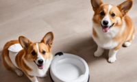 怎么训练柯基犬定点大小便