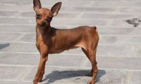 小鹿犬适合什么人养?先来了解下它的优缺点