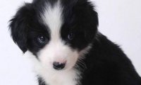 边境牧羊犬需要剃毛吗?行动前请先看完这些
