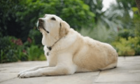 拉布拉多怀孕注意什么事项,这几点尤其小心