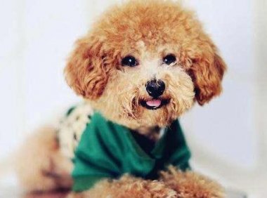 泰迪尾巴为什么要剪短,了解这些常识性问题