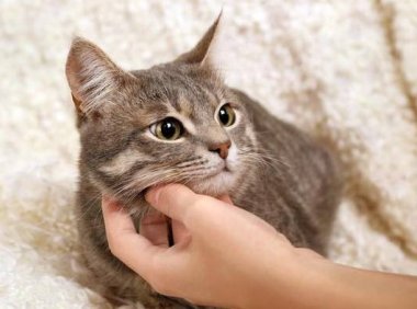 公猫发情期表现,原来这样不一般