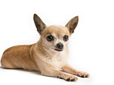 吉娃娃的智商,只能算中等水平