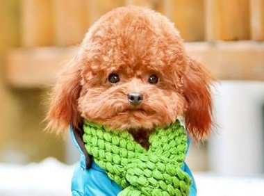 贵宾犬不能吃什么?不要有侥幸心理