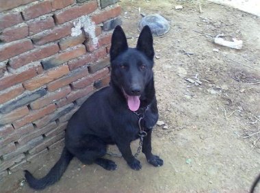 如何训练马犬叫?方法不当怎么努力都是徒劳