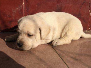 拉布拉多幼犬怎么训练?聪明的狗子该这样来