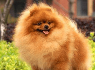 博美不打疫苗会怎样?于人于己都是很不好