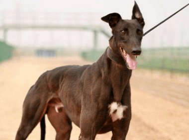 格力犬几个月开始溜？看发育情况