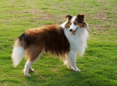 喜乐蒂吃什么狗粮好?养狗必看!