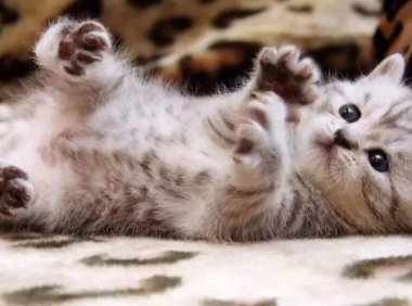 猫瘟怎么治疗？这些问题容不得半点马虎