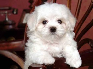 马尔济斯犬多少钱?买它之前先了解