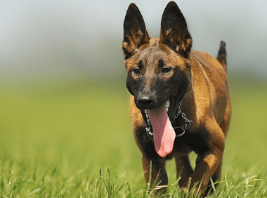 马犬看家护院怎么样？还是培养最重要