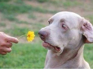 狗怕什么气味，是什么让它闻味丧胆？