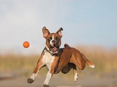 拳师犬智商排名,一并来了解下吧