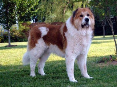 高加索犬能长多大?算得上犬中巨兽